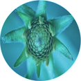 thumbnail image 1 of Ahgly Company Machine Washable Indoor Round Transitional Dark Cyan Green Area Rugs, 8' Round, 1 of 7