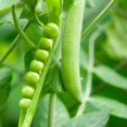 thumbnail image 2 of GSDWIUEW 100+ Alderman Shelling Pea Seeds for Planting, 25 Gram Packet -All Heirloom Seeds from 2025 Growing Season., 2 of 8