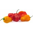 thumbnail image 3 of GSDWIUEW Piment Scotch Bonnet 35-40 Graines, Héritage et Graines Biologiques, 3 of 3