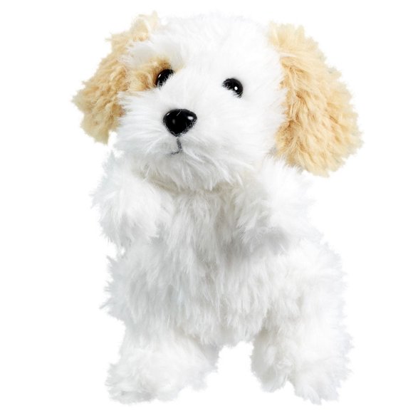 Scruffies Scruffy Animaux Chiot Cody