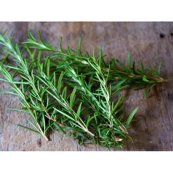 HJADGG Organic Rosemary 100 Seeds Meats, Sauces Seed & High Germination Herb Seed