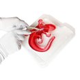 thumbnail image 5 of Dissect-It Salamander Lab, 5 of 5