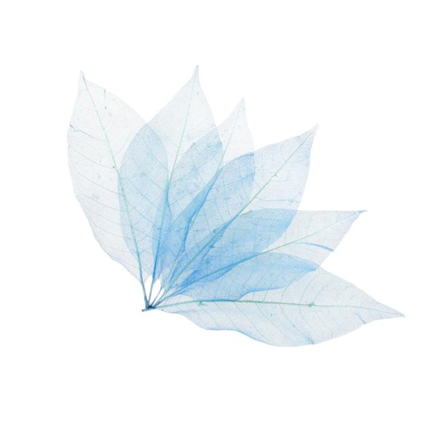 Abbracc 50Pcs Natural Magnolia Skeleton Leaf Leaves Cards Making Scrapbooking Crafts