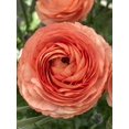 thumbnail image 1 of HIGHGW 10pcs Ranunculus Flower Bulbs for Lush, Multi-Petal Blooms – Transform Your Garden with These Gorgeous Flowers (E,10), 1 of 2