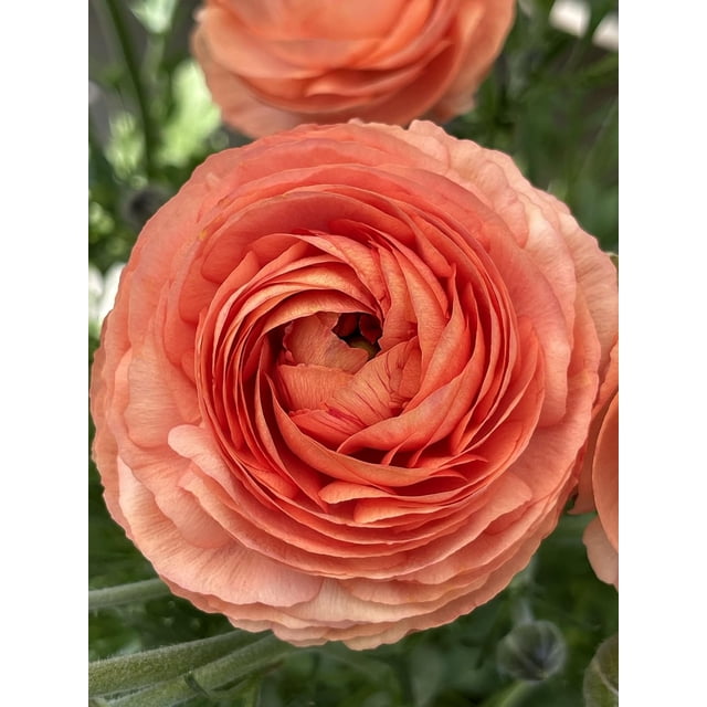HIGHGW 10pcs Ranunculus Flower Bulbs for Lush, Multi-Petal Blooms – Transform Your Garden with These Gorgeous Flowers (E,10)