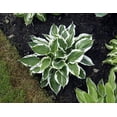 thumbnail image 3 of Hosta Patriot, pot de 7,5 L (2 gal), 3 of 4