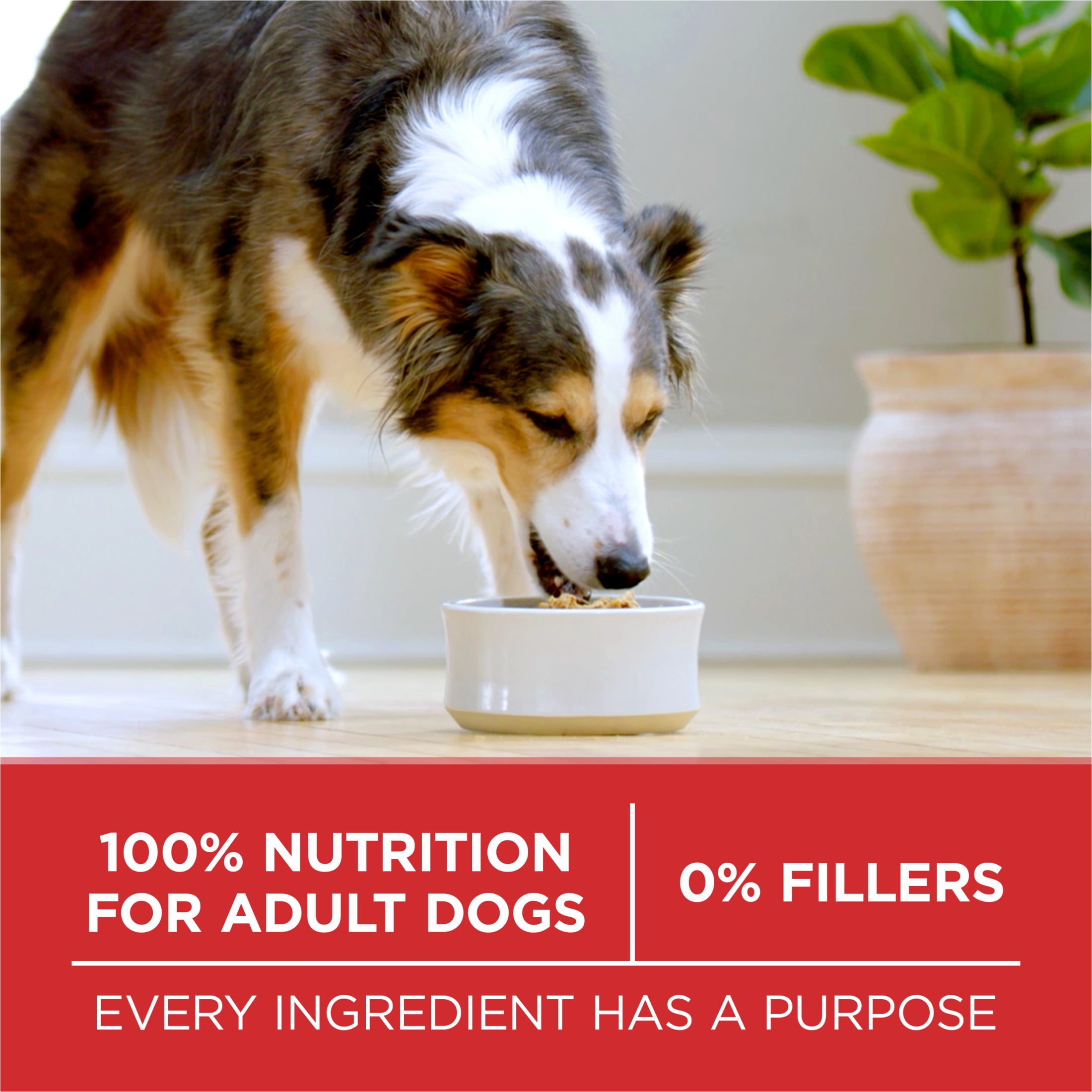 Purina ONE Formule Agneau & Riz, Nourriture Sèche pour Chiens 7kg