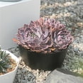 thumbnail image 2 of fastboy Succulent Planters Resin Plastic Crafts Personality Decorations Flower Pot Style Decorative Plants Container Office Yards Black, 2 of 9