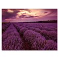 thumbnail image 2 of Designart Sunrise & Dramatic Clouds Over Lavender Field III Canvas Wall Art, 2 of 4