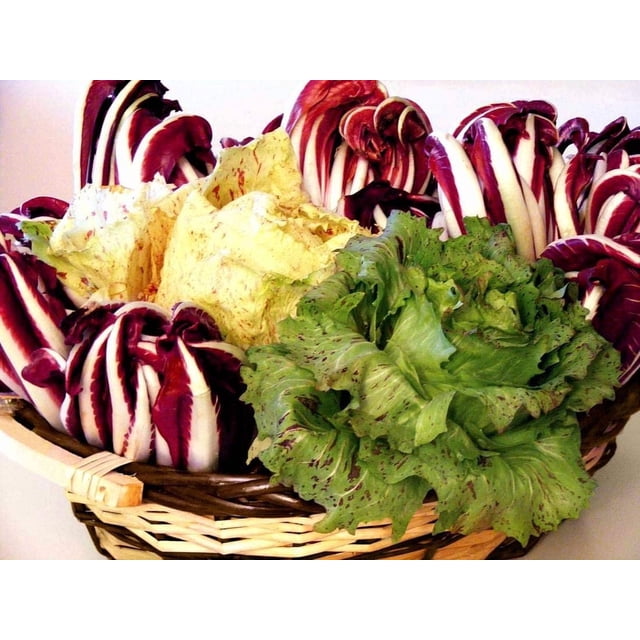 GSDWIUEW Italian Radicchio and Endive Chicory Mix Seeds for Planting Salad Around 700 Seeds