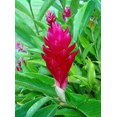 thumbnail image 4 of Hawaiian Tropical Flower Plant Roots - Bamboo Orchids - Hibiscus - Ginger -Ti Logs (Red Ginger Root), 4 of 4