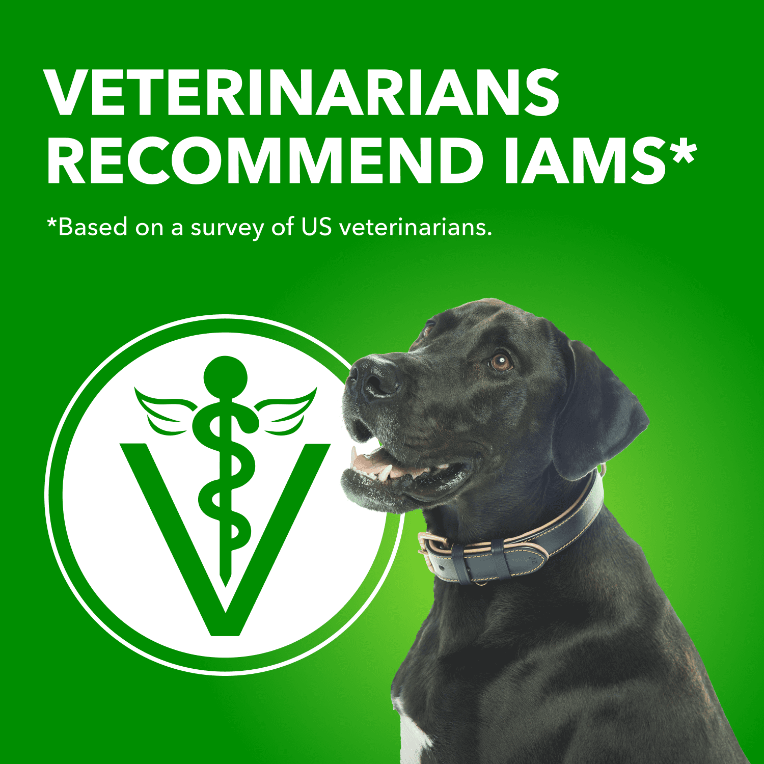 IAMS Proactive Health Agneau & Riz Ensemble Multiple Adulte Nourriture Humide pour Chiens 500g
