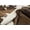 TAUPE WHITE, variant on H-Natural Kobe Cowhide 6'X7' Rug