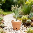 thumbnail image 1 of Succulente Réaliste pour des Arrangements Stylés, 1 of 4