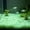fluorescent aquarium substrate Under $5 a9, variant on Yannianjz Glow In The Dark Pebbles, Luminous Plastic Aquarium Stones, Fluorescent Vase Decor For Aquascaping Gardening Substrate Fish Tank