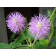 thumbnail image 1 of 100 Graines de MIMOSA / Plante Sensible / Ne Me Touche Pas - Schrankia Uncinata, 1 of 3