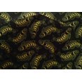 thumbnail image 4 of oneOone Cotton Silk Fabric Fish Ocean Printed Craft Fabric BTY 42 Inch Wide, 4 of 4
