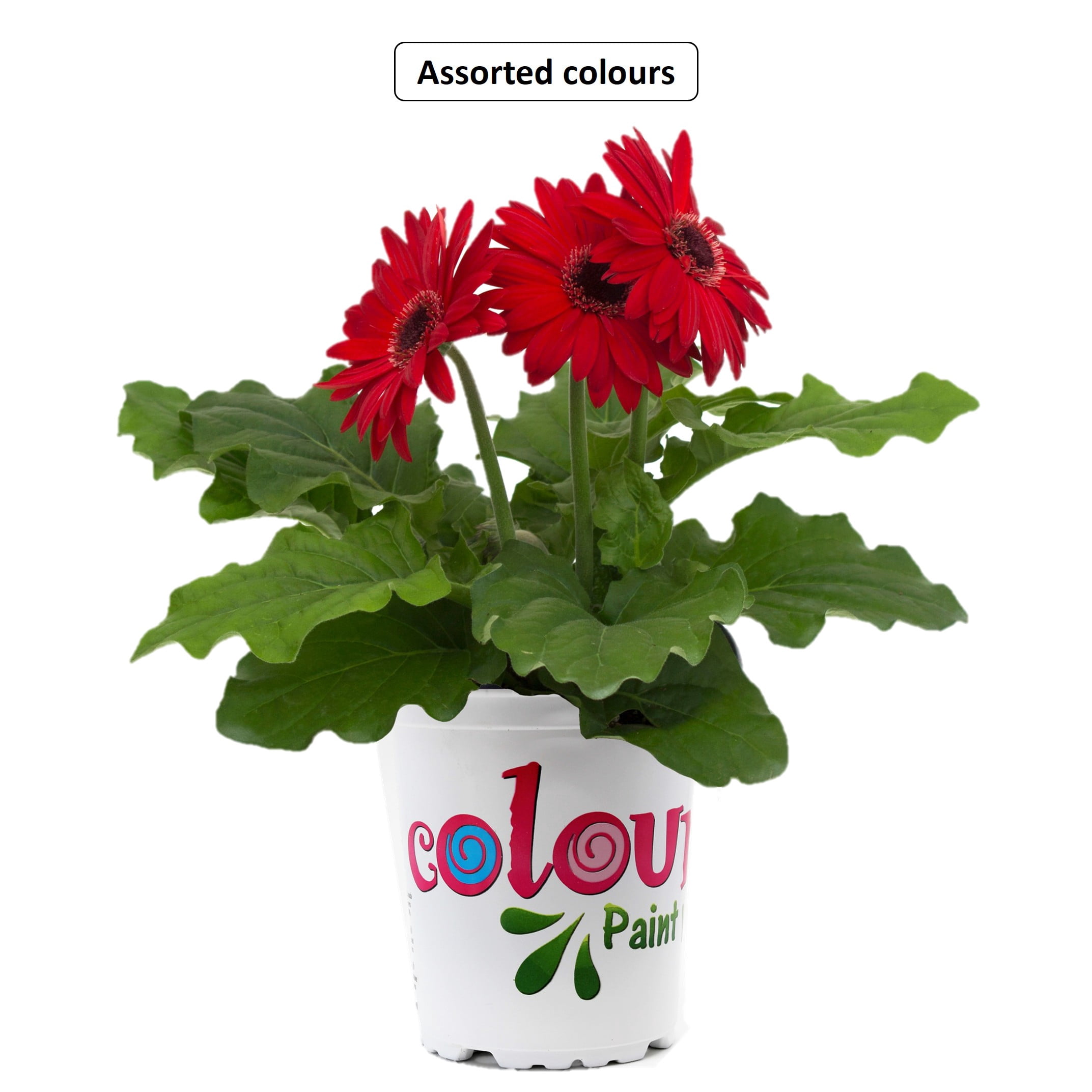 Colour Drops #4.7 Potted Gerbera Plant, Assorted Colours & Varieties, Outdoor Live Plants for Home Garden