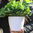 thumbnail image 4 of Flowerpot 6pcs / Set Dur à Se Faner Large Application Attrayante Stable Auto-Arrosage Pot de Fleurs, 4 of 4