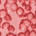 thumbnail image 1 of Ahgly Company Machine Washable Indoor Square Transitional Light Coral Pink Area Rugs, 5' Square, 1 of 7