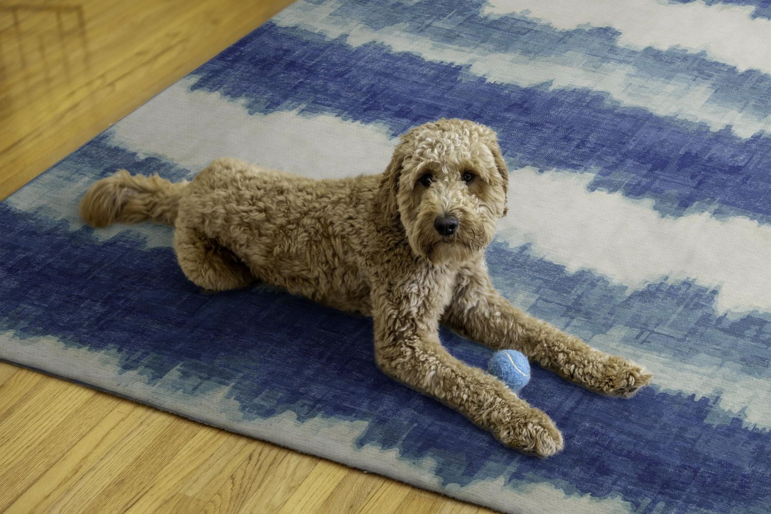 Tapis d'extérieur lavable Apopka ivoire & bleu 5 pi x7 pi