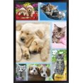 thumbnail image 1 of Keith Kimberlin - Collage de chiots et de chatons, 1 of 4