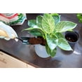 thumbnail image 2 of Miracle-Gro Tropical Potting Soil Mix 8.8L, 2 of 6