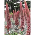 thumbnail image 1 of 25 Graines de Fleurs de Rubis Colibri Echium Red Bugloss Wildpretii TOWER OF JEWELS, 1 of 1