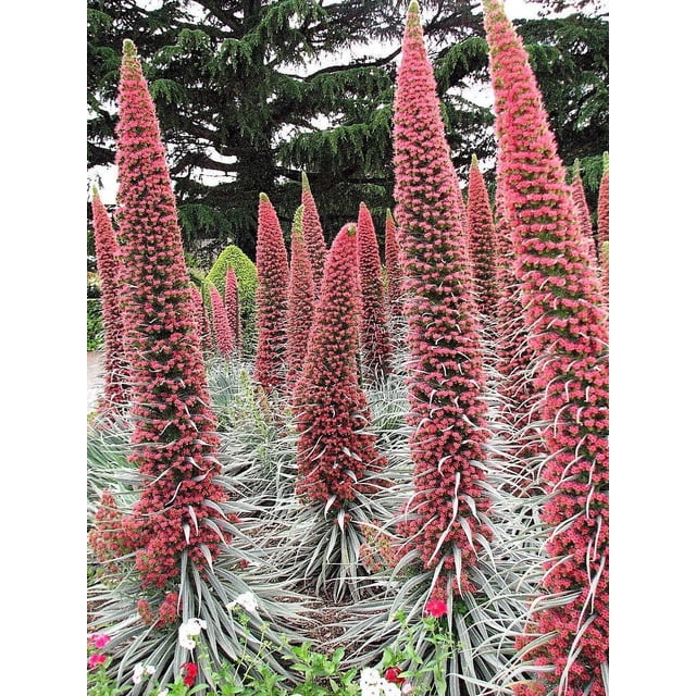 25 Tour de Bijoux Red Bugloss Echium Wildpretii Rubis Colibri Graines de Fleurs. l'Image Montre de Hautes Pointes de Fleurs Coniques Couvertes de Centaines de Floraisons de Rubis Rouges, Entourées de rosettes Basales Argentées de Feuillage. Ces Plantes, Originaires de l'Île de Tenerife, Attirent les Colibris, les Abeilles et les Papillons. Idéales pour la Plantation Extérieure dans des zones de Rusticité 9-11, Elles Prospèrent dans des Endroits Ensoleillés avec un Sol