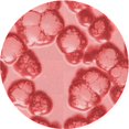 thumbnail image 1 of Ahgly Company Tapis d'Intérieur Ronds Transitionnels Lavables à la Machine, Corail Clair Rose, 4 Pieds Rond, 1 of 7