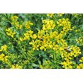 thumbnail image 3 of 50 Graines de Fleur de Ruta Graveolens Parfumée à Feuillage Persistant Jaune RUE Herb of Grace Commune, 3 of 10