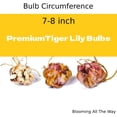 thumbnail image 5 of GSDWIUEW 3 Packs Tiger Lily Bulbs for Planting, Asian Lilium Plants Perennials Flower Bulbs for Spring and Fall Planting Home Garden Décor Indoor and Outdoor, Easy to Grow (Sweet Surrender), 5 of 5