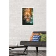 thumbnail image 3 of Tiger - Water Wall Poster, 22.375" x 34" Framed, 3 of 4