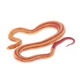 thumbnail image 1 of KLKCMS 3D Animal Figures Action Models Figurine Animals Ornament Education Cognitive snake, 1 of 6