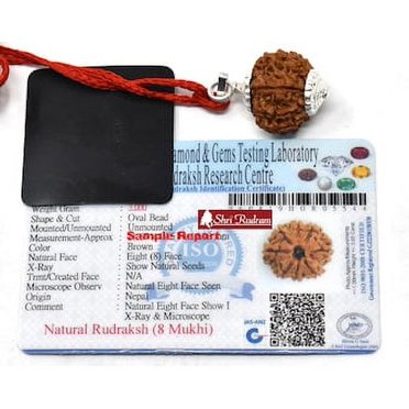 8 Perles Mukhi RUDRAKSHAE Népal