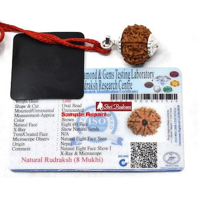 8 Mukhi Rudraksha Perle du Népal par ShriRudram, Présentant une Perle Brun Naturel avec Huit Visages Distincts, Attachée à un Fil Rouge et un Capuchon en Argent. la Perle Est Exposée à Côté d'Une Carte de certification du Laboratoire d'Essai de Diamants et de Gemmes, Vérifiant Son Authenticité et Son Origine du Népal.