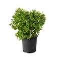 thumbnail image 1 of Hydrangée PeeGee 2 gal, 1 of 6