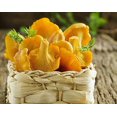 thumbnail image 3 of GSDWIUEW Chantarelle Champignon Frayer Mycelium Spores pour la Plantation, 3 of 8