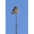 thumbnail image 1 of Impression d'Affiche de Hibou Boréal du Nord (11 x 17), 1 of 1