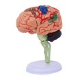 thumbnail image 4 of HILABEE 4D Disassembled Anatomical Model Education Display Human Brain Model Anatomy for, 4 of 9