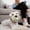 E, variant on Pet Calming Silicone Pacifier for Small Dogs and Cats | Puppy Chew Toy for Anxiety and Health