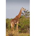 thumbnail image 1 of Girafe, Giraffa camelopardalis, Réserve Faunique de Maasai Mara, Kenya. Affiche Imprimée par Jagdeep Rajput (12 x 17), 1 of 1