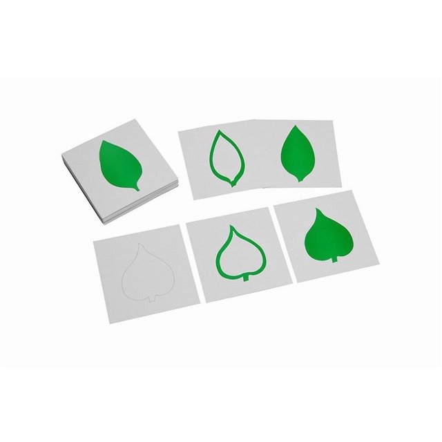 IFIT Montessori Leaf Cards, Montessori Toy Botany Materials designed as flash cards with three series of 18 cards showcasing leaf shapes in thin outline, thick outline, and filled-in designs. The cards are white with bright green images, measuring 14 cm x 14 cm, perfect for educational and learning activities.
