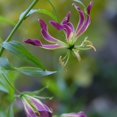 thumbnail image 3 of HJADGG Bulbes de Rothschildiana Gloriosa (Lys de Feu/lys en Flammes) - Fleur de Vigne Grimpante Exotique 8 Pcs / 20 Pcs Floraisons Rouges et Jaunes Vibrantes pour Jardin et Contenants (Violet,20), 3 of 5