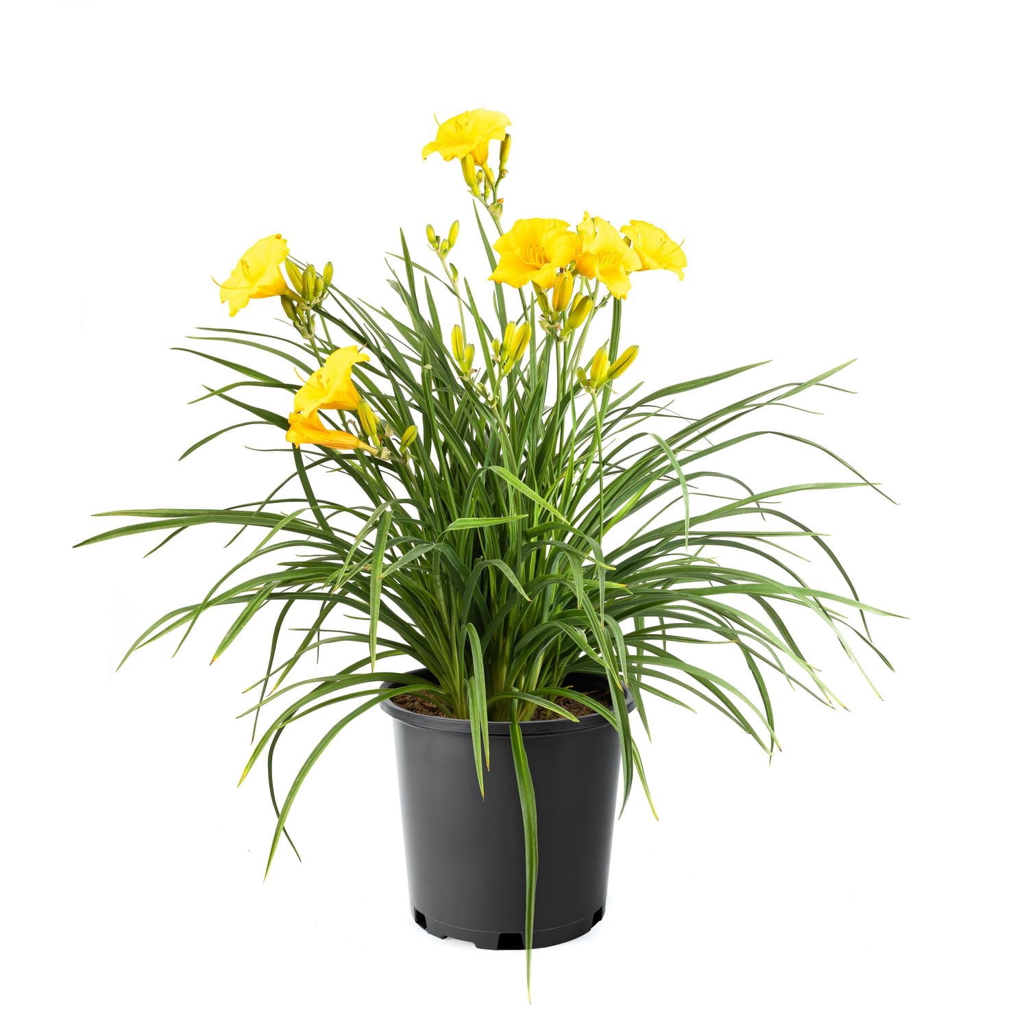 Hémérocalle Stella de Oro 2 Gal