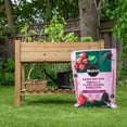 thumbnail image 4 of Miracle-Gro Raised Bed Soil 50L, 4 of 7