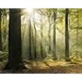 thumbnail image 3 of Wall Rogues WR50566 Murale Forêt Tranquille, 3 of 3