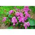 thumbnail image 1 of GSDWIUEW 100 Seeds, BERGENIA HEARTLEAF PIGSQUEAK Bergenia Cordifolia, 1 of 3