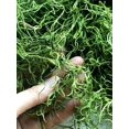 thumbnail image 4 of 1 lb Preserved Spanish Moss - Light Green, 4 of 5