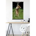 thumbnail image 2 of Famous Kitten Hang In There Poster Wall Poster, 22.375" x 34", 2 of 5